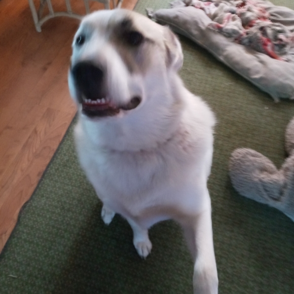 Meet your Posher, Debra - Picture 1 of 2